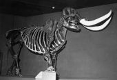 Mastodon skeleton found in Wakulla Spring