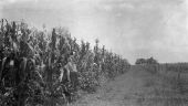 Man standing at edge of cornfield - Kissimmee, Florida