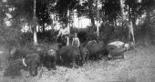 Jennings Cooksey and son with family hogs - Lamont, Florida