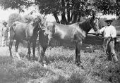 Horses on Miles H. Johnson, Jr.'s farm, Leon Dairy Farm - Tallahassee, Florida