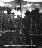 The Sentinel on Governor's Creek - Magnolia Point, Florida