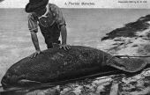 Florida manatee