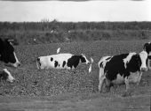 Cattle egrets near Lake Okeechobee - Florida