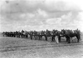 Florida State Prison inmates with mule-drawn plows