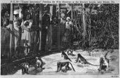 Caged spectators - feeding the wild monkeys at the Monkey Jungle near Miami, Florida