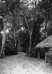 Road in Matheson Hammock.