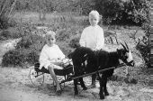 The Williams boys with a toy wagon pulled by a goat