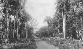 Lake Drive - Okeechobee, Florida.