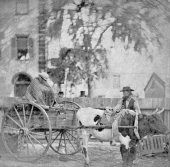 Ox cart