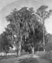 Magnolia grove with a view of the river