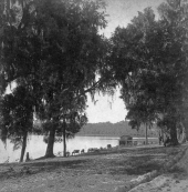 Cows drinking at "The Cove" - Palatka, Florida