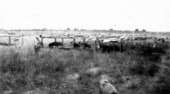 Pigs at a FERA transient camp - Collier County