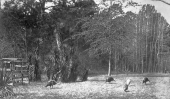 Turkeys on Ivanhoe Plantation - Leon County, Florida