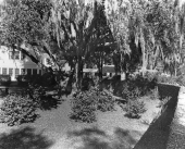 Luna Plantation camellia garden