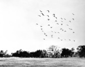 Canadian geese in flight over Southwood Plantation - Tallahassee, Florida