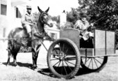 Miss Frances Griscom in a mule pushed hunt wagon