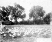 Chicken Farm : Clewiston, Florida.