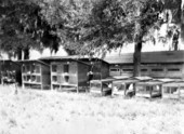 Rabbit farm - Volusia County, Florida
