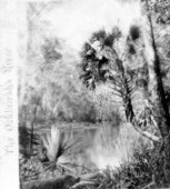 Grecian Bend on the Oklawaha River