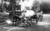 Oxen drawn wagon - Tallahassee, Florida