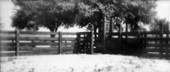 Dehorning, marking, and branding chute - De Leon Springs, Florida