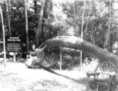Rainbow wishing tree - Rainbow Springs, Florida