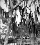 Springs near Lake George - Silver Springs, Florida