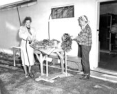Makeup staff working on Ann Blyth's wig between scenes - Weeki Wachee Spring, Florida