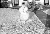 Snowman at El Rancho Villas - Tallahassee, Florida.