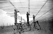 Constructing shade for tobacco - Hardaway, Florida