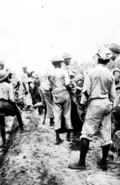 Harvesting tobacco by hand - Hardaway, Florida