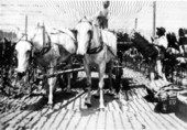 Loading leaves to take to the drying house - Dade City, Florida