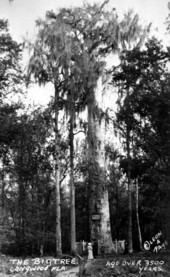 The Senator cypress - Longwood, Florida