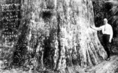 The Senator cypress - Longwood, Florida
