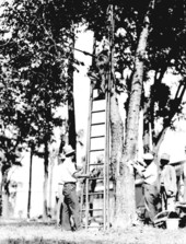 Surgery at Plant Park - Tampa, Florida.