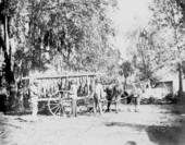 Admiring the first tobacco crop - Tucker Grove, Florida