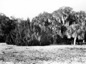 Diverse flora on Weedon Island