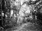 Pathway-road on Weedon Island
