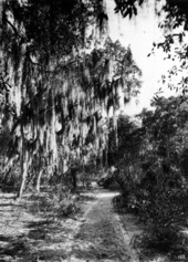 Road on Weedon Island