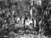 View of Tampa Bay through the trees