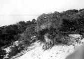 Shoreline of Papys Bayou - Bayou Grande, Florida
