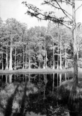 Cypress trees near the Museum of History and Natural Science