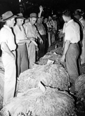 Suwannee County tobacco auction - Suwannee County, Florida