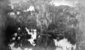 View of Panasoffkee Lake - Sumter County, Florida