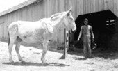 Mule on the I.A. Krusen ranch - Pasco County, Florida