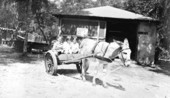 Children in donkey cart - Holly Hill, Florida