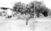 People enjoying the outdoors at the park - Zephyrhills, Florida.