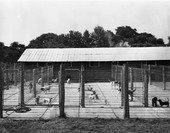 View of the outside dog runs at the animal hospital - Tallahassee, Florida.