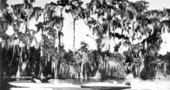 Cypress grove extending far into Lake Eloise - Winter Haven, Florida