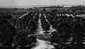De Bary's Grove - Enterprise, Florida